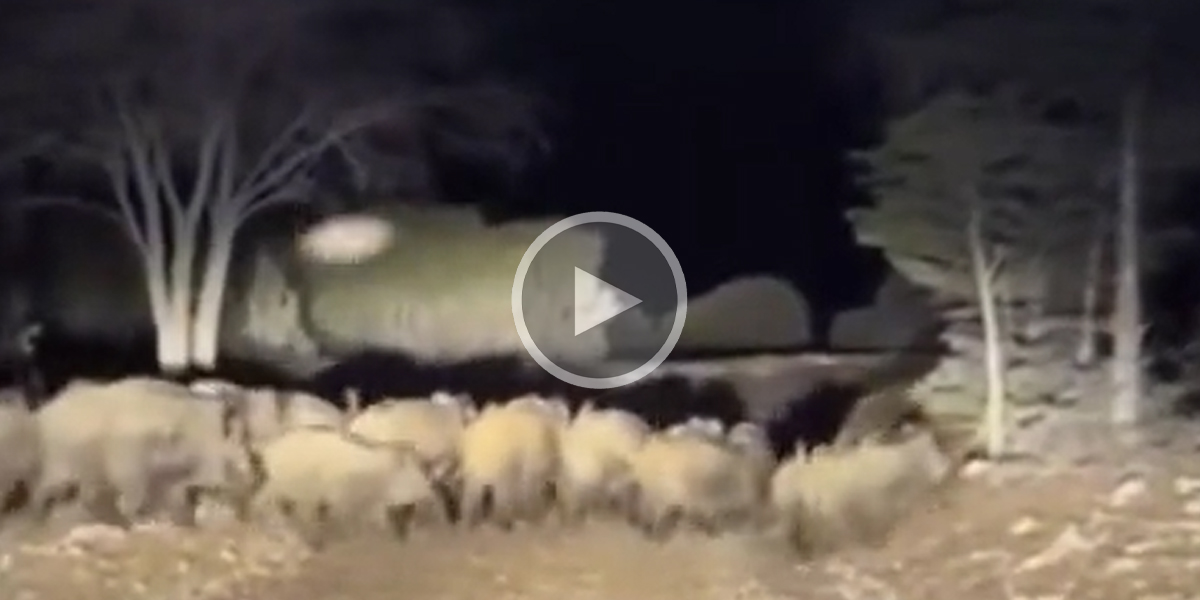 [Vidéo] Une grosse compagnie de sangliers traverse juste devant un 4×4