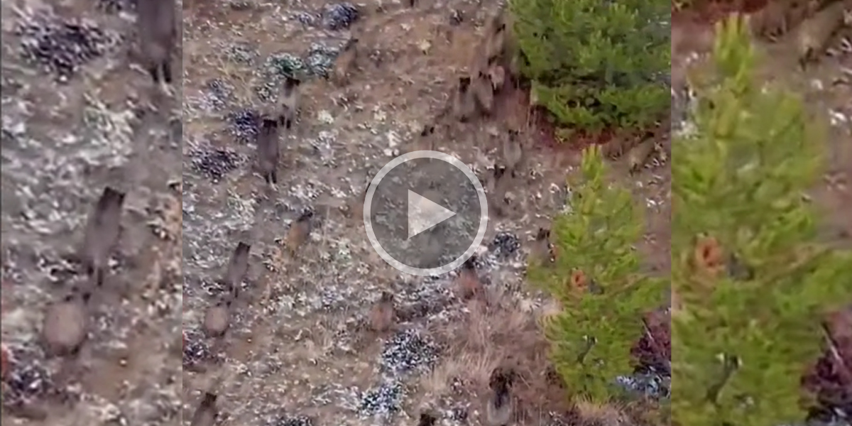 [Vidéo] Une compagnie de sanglier en pleine course filmée par drone