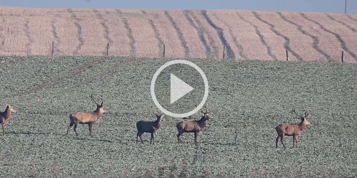 [Vidéo] De très beaux cerfs se promènent dans la plaine