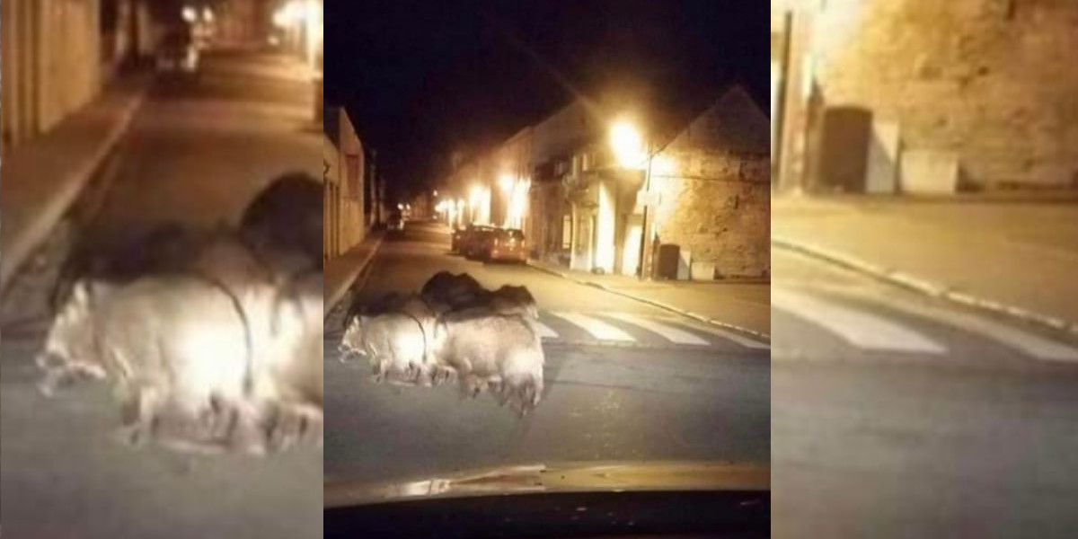 Somme : Une compagnie de sangliers filmée dans les rues d’Abbeville