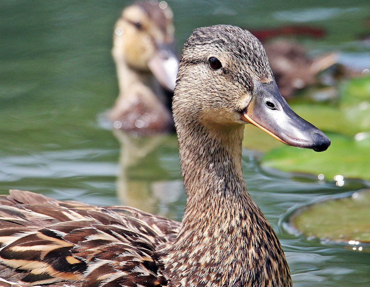 Grippe aviaire : la préfecture ordonne l’abattage préventif des canards dans les Côtes d’Armor
