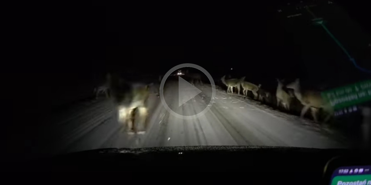 [Vidéo] Un automobiliste freine et esquive de justesse une harde de cervidés