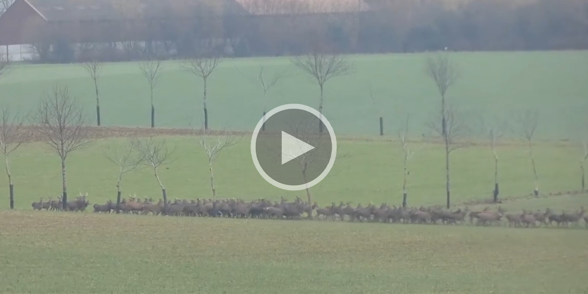 [Vidéo] Une harde de cervidés impressionnante filmée dans l’Aisne