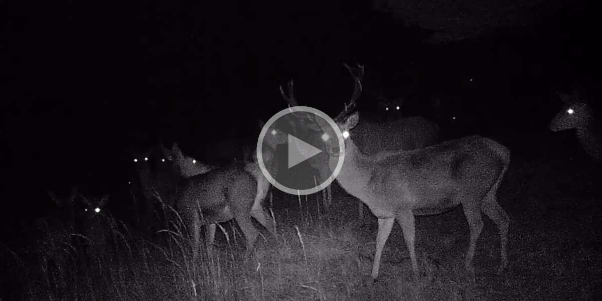 [Vidéo] Une harde de cervidés intriguée par la présence d’un piège photographique