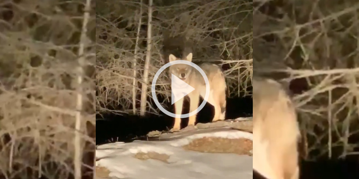 [Vidéo] Un loup filmé par un automobiliste à Valfréjus