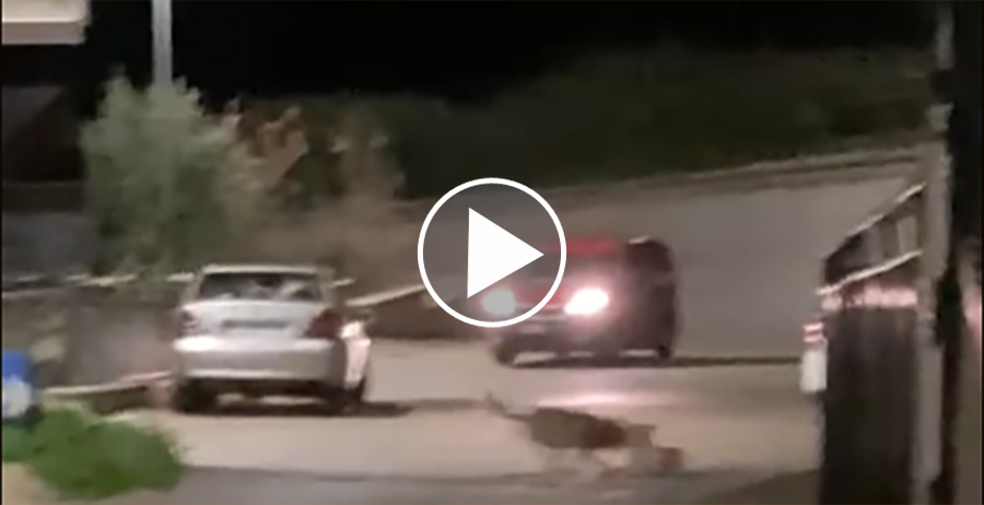 [Vidéo] Un loup attrape un chien pour le manger en pleine ville