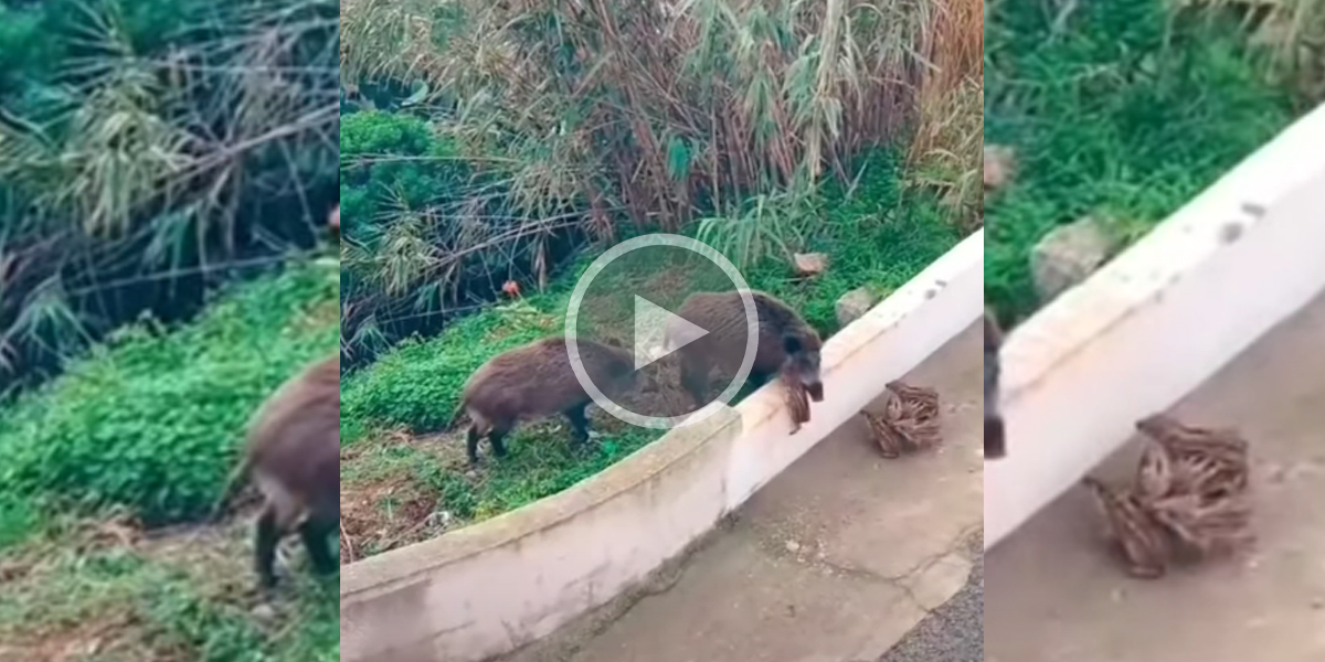 [Vidéo] Des marcassins se retrouvent coincés au pied d’un muret trop haut pour eux