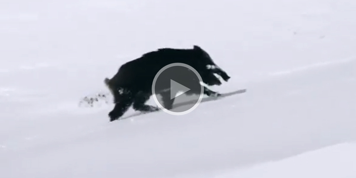 [Vidéo] Un gros sanglier lutte pour traverser les hauteurs dans la neige
