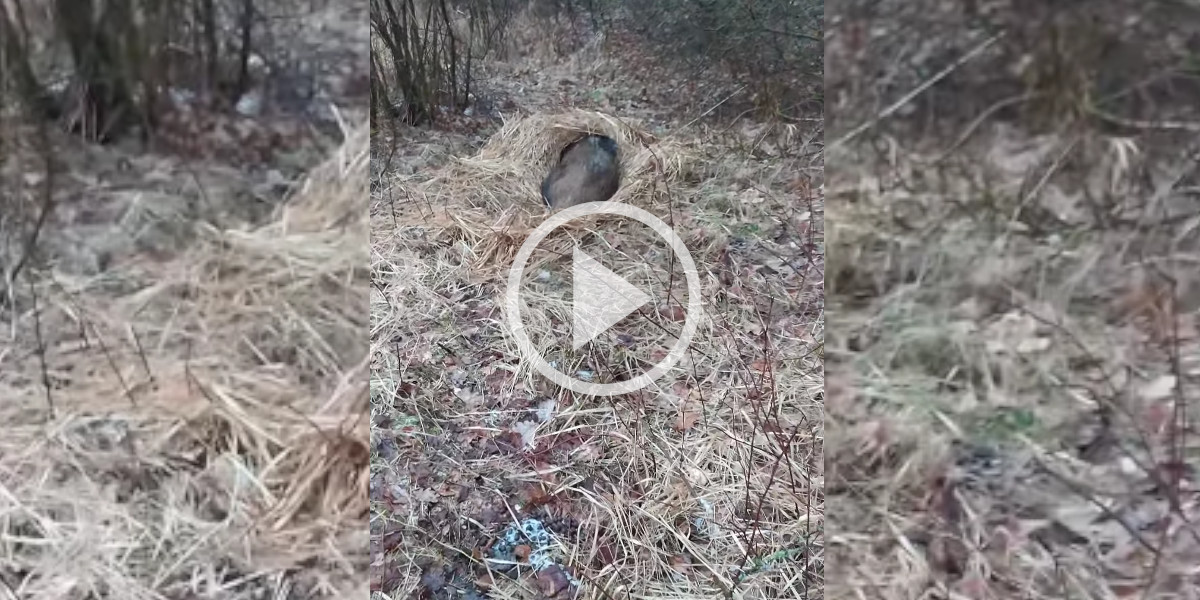 [Vidéo] Un homme s’approche à quelques mètres d’un sanglier endormi