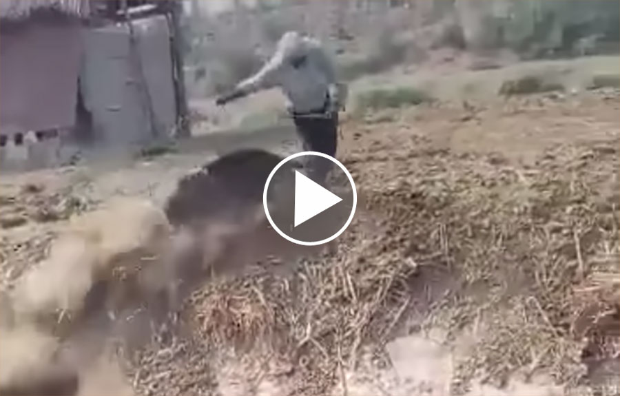 [Vidéo] Un sanglier jette dans le fossé l’homme qui était venu le sauver