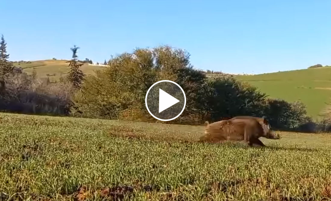 [Vidéo] Il manque de 3 balles un énorme sanglier à 7m ou 8m maximum