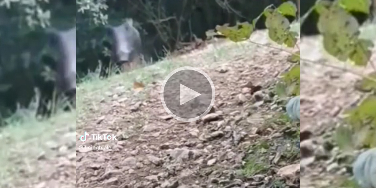 [Vidéo] Un sanglier passe à vive allure et percute un piège photographique