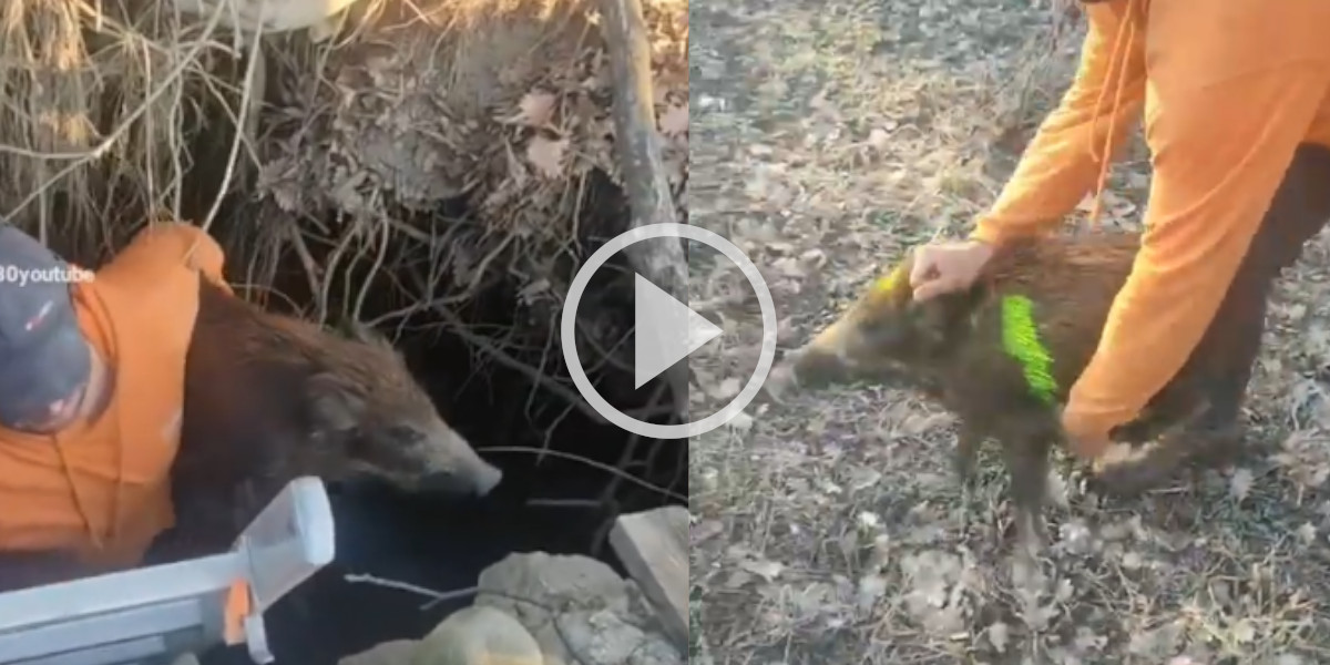 [Vidéo] Des chasseurs sauvent un sanglier coincé au fond d’un trou