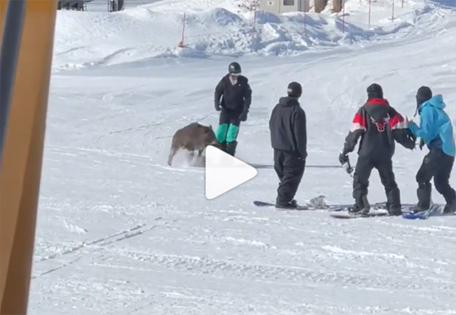 [Vidéo] Un sanglier charge des snowboardeurs sur les pistes