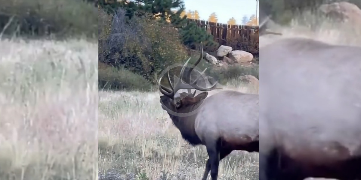 [Vidéo] Un cervidé avec des bois incroyables