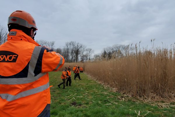 500 chasseurs participent à une battue d’envergure