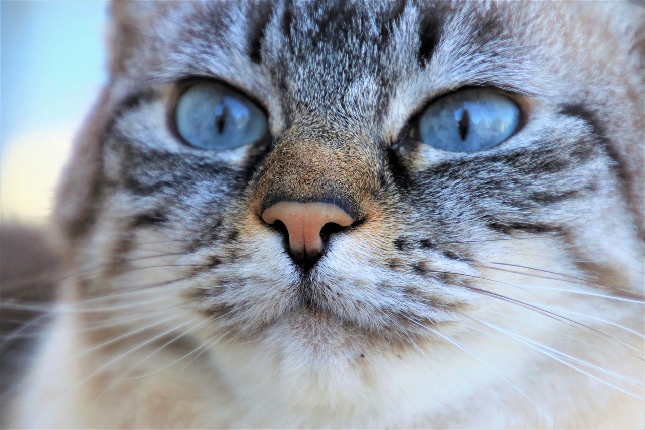 Couvre-feu et obligation de sortir les chats en laisse, une nouvelle loi publiée pour protéger la faune sauvage locale