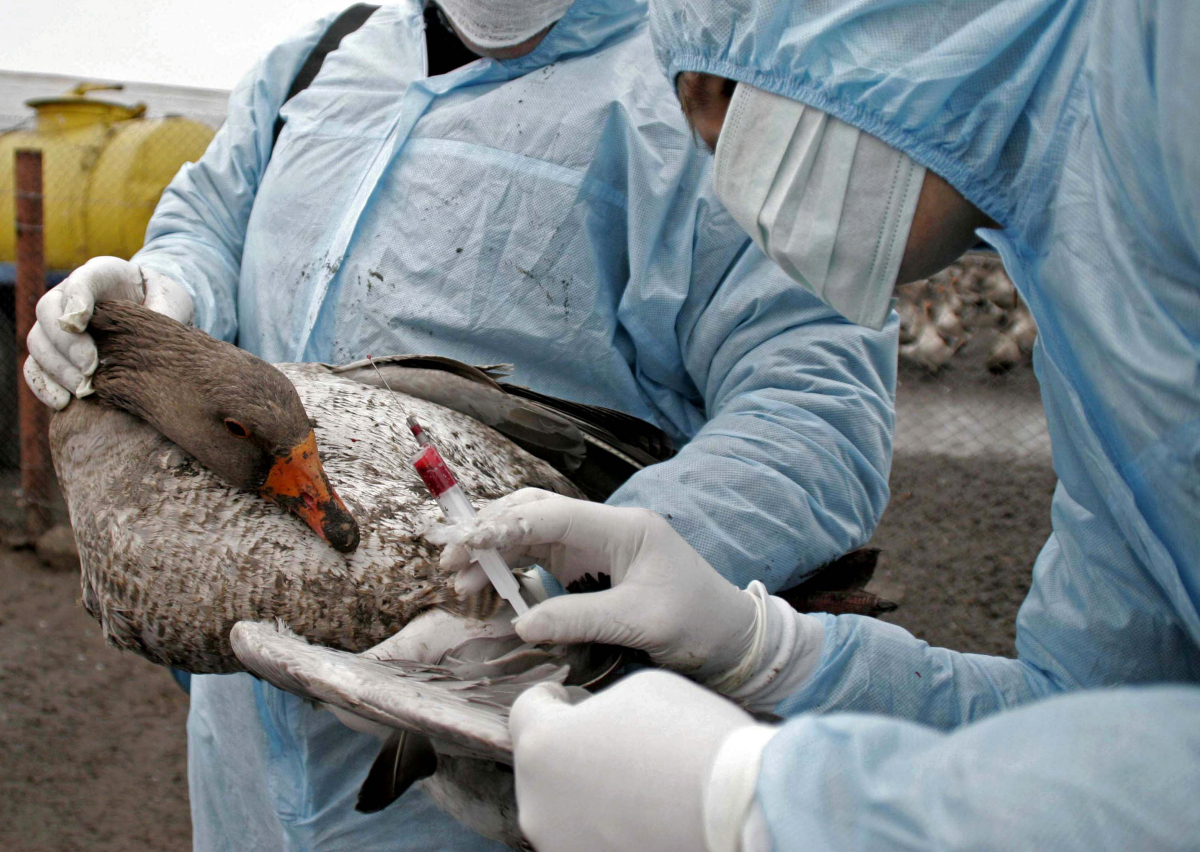 Les laboratoires se tiennent prêts à fabriquer des vaccins pour l’homme contre la grippe aviaire « au cas où »