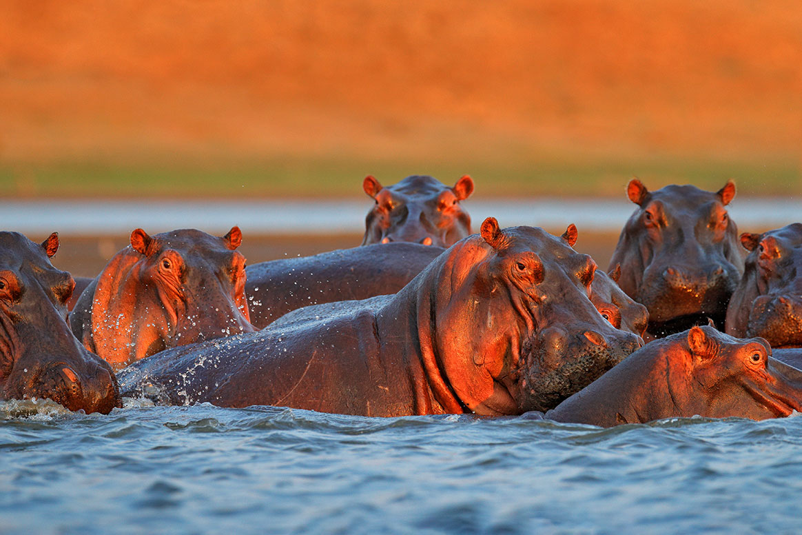 Les hippopotames de Pablo Escobar exfiltrés !