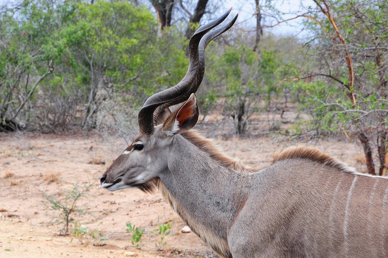 La chasse aux trophées en Afrique menacée par un projet de loi