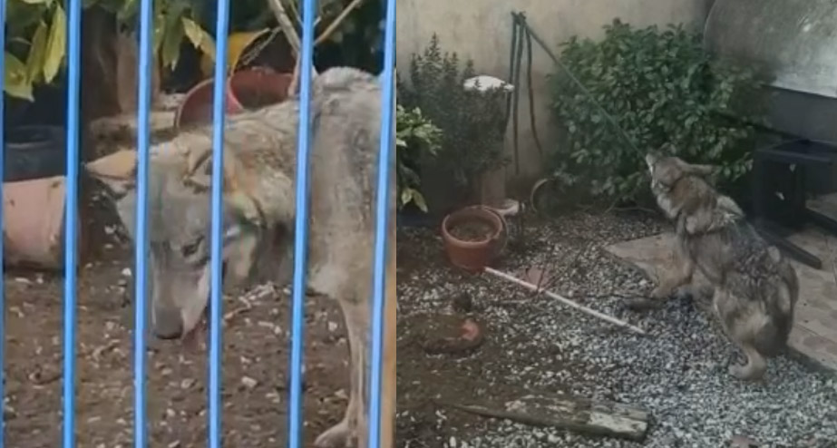 Italie : un loup piégé sur une terrasse