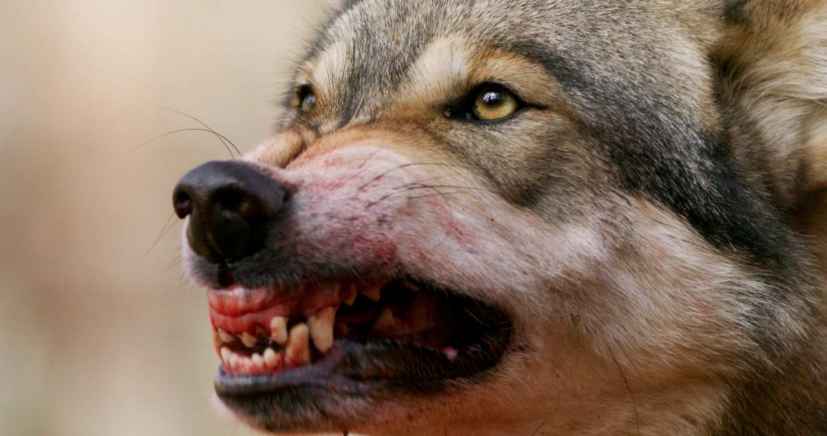 Alerte info : une femme « probablement » attaquée par un loup dans l’Allier