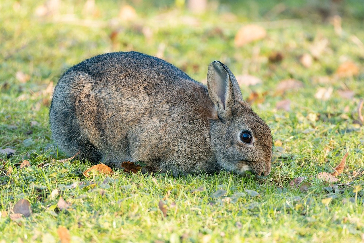 Les chasseurs au chevet du lapin dans l’Aude