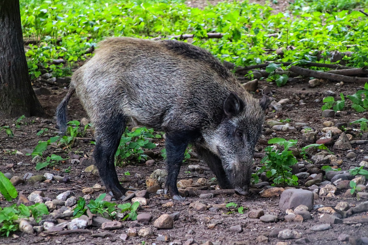 Aude : les chasseurs restent fermes face au Conservatoire du littoral qui essaie de piocher dans leur portefeuille