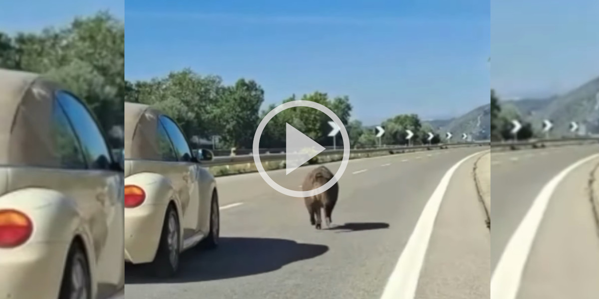 [Vidéo] Insolite : des voitures obligées de doubler un sanglier sur l’autoroute