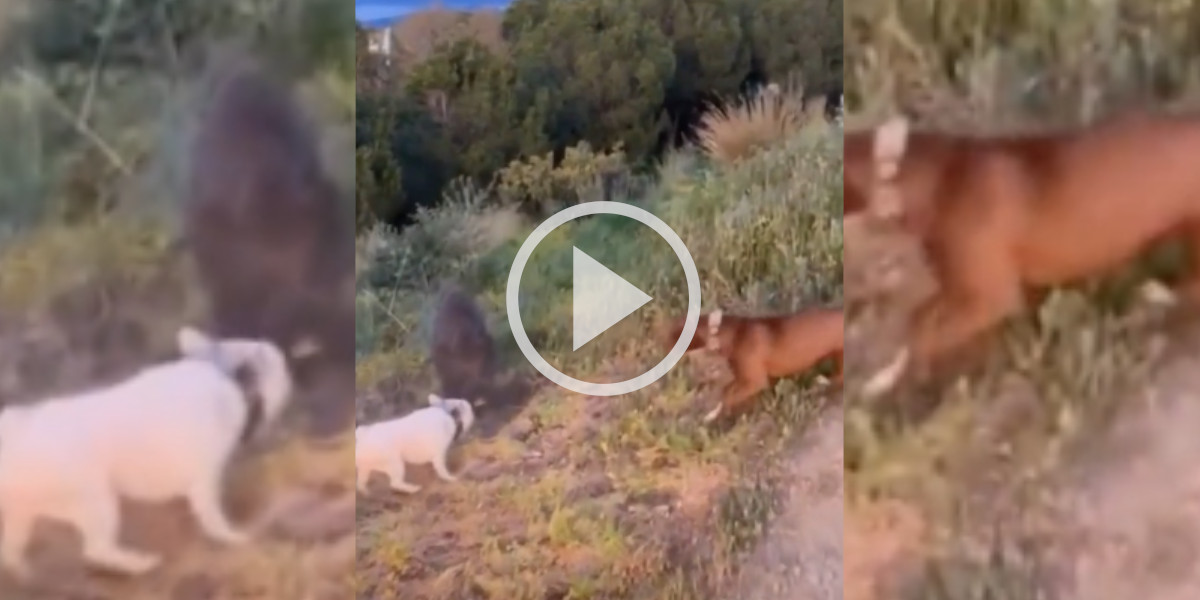 [Vidéo] Un bouledogue et un pitbull en balade s’en prennent à un sanglier