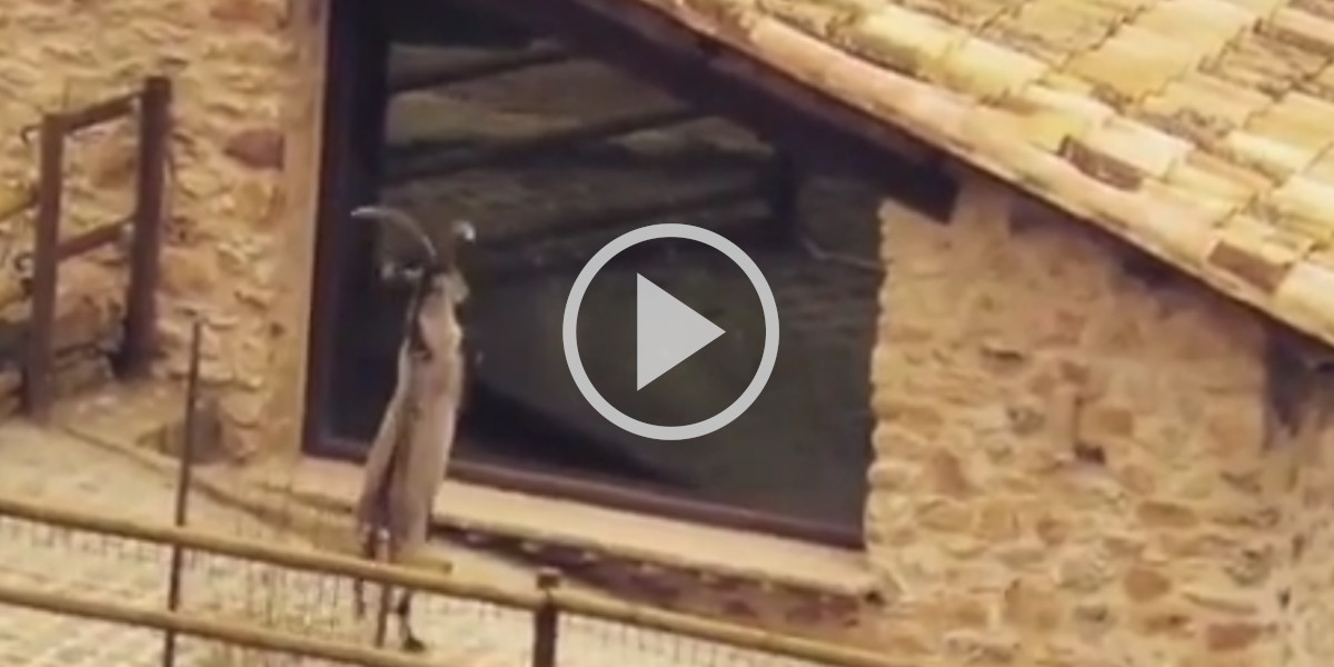 [Vidéo] Une baie vitrée essuie les assauts d’un bouquetin qui y voit son reflet