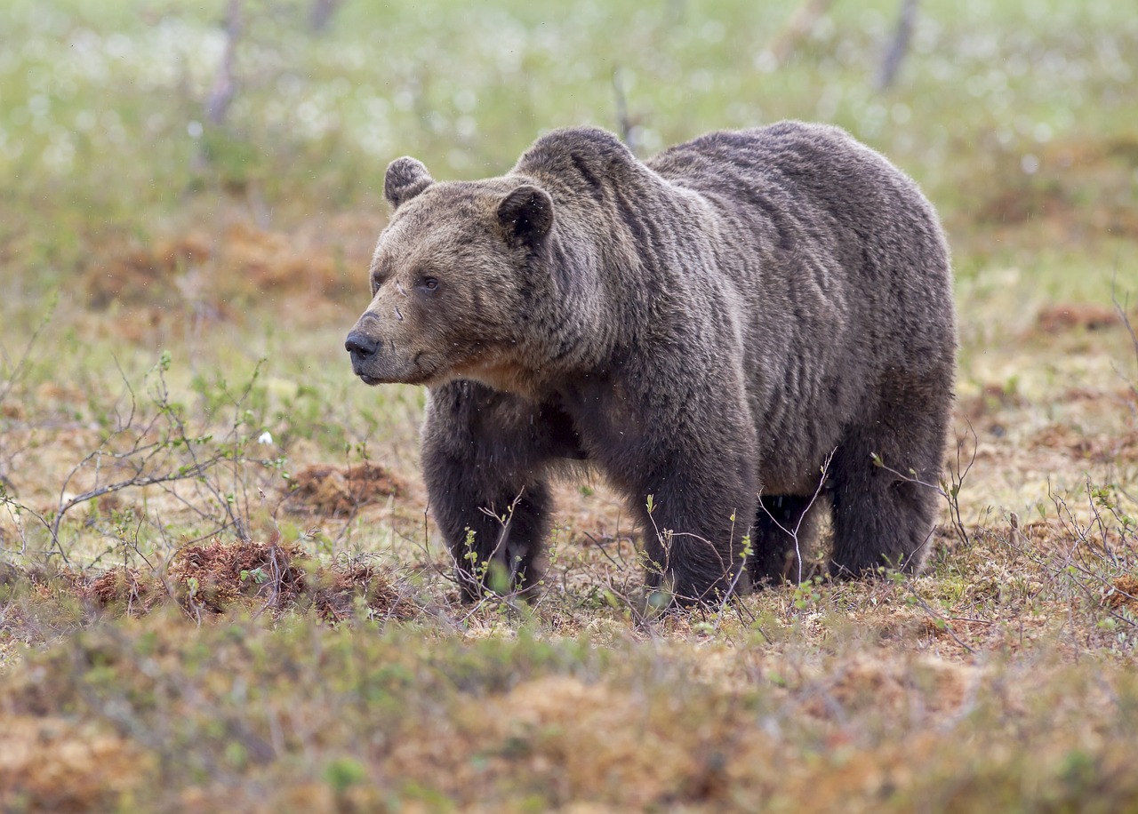 Deux chasseurs poursuivis par un ours dans le Trentin, l’un d’eux a été blessé