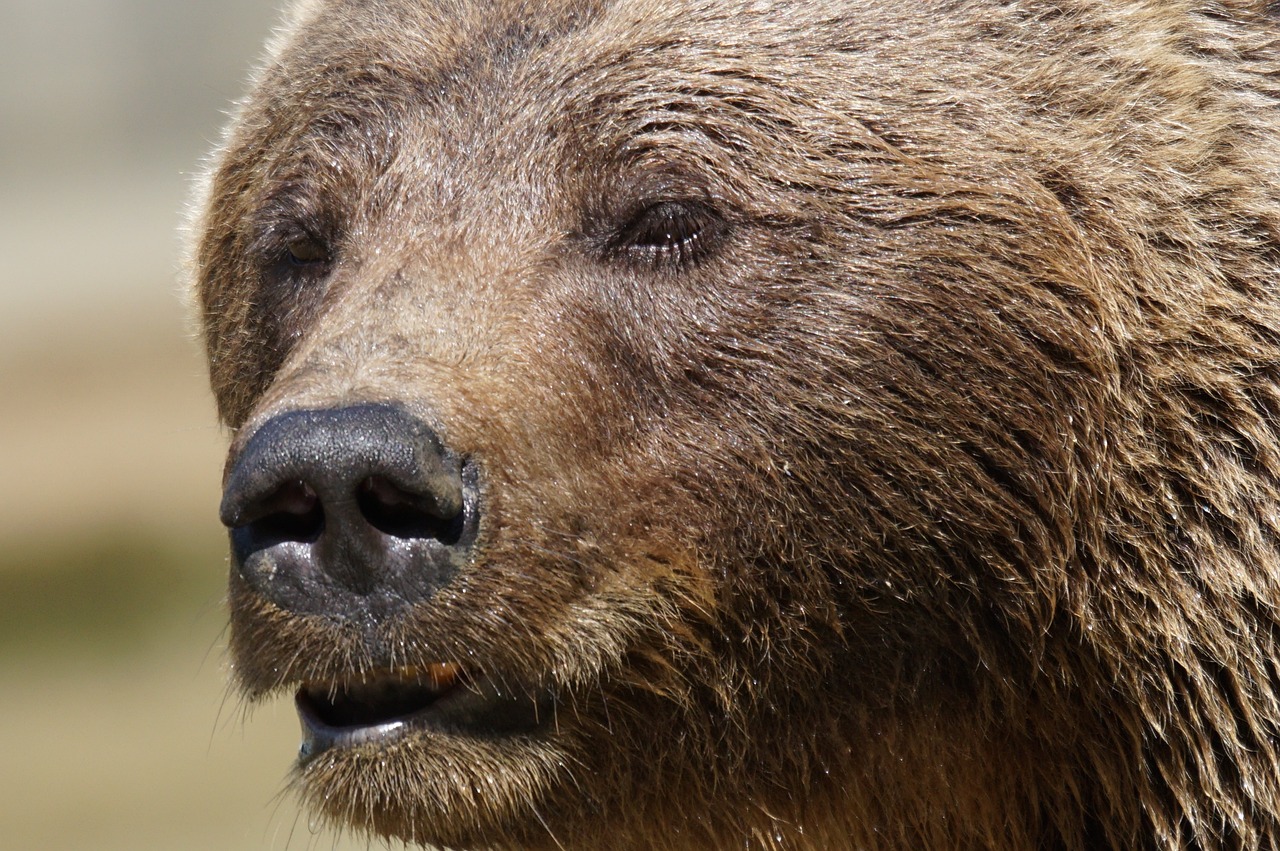 Un randonneur de 26 ans tué par un ours : l’autopsie confirme les soupçons