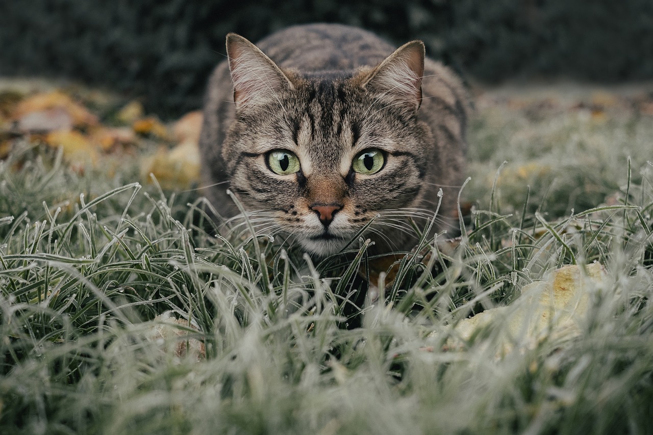 Stériliser les chats en un éclair : des chercheurs sont sur une piste prometteuse