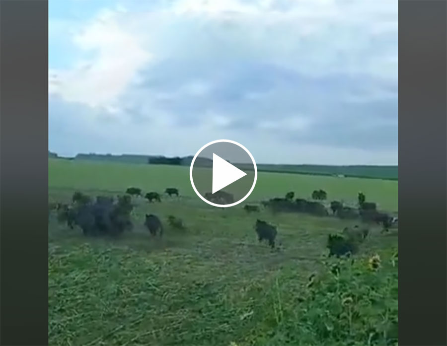 [Vidéo] Des dizaines et des dizaines de sangliers s’enfuient d’un couvert. Impressionnant!
