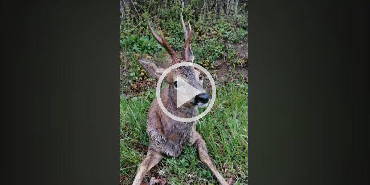 [Vidéo] Un chevreuil totalement déconnecté après avoir abusé des bourgeons