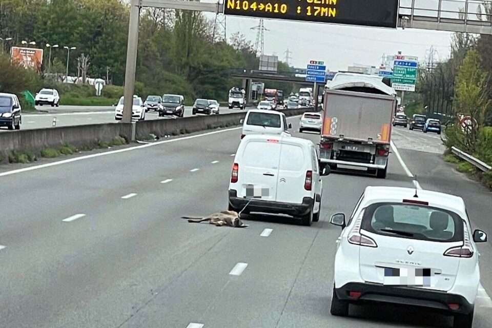 Un automobiliste arrêté pour avoir traîné un chevreuil mort au bout d’une corde sur l’autoroute