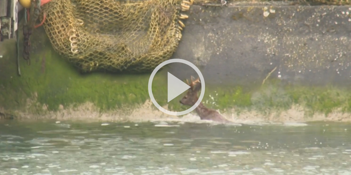 [Vidéo] Un chevreuil en bien mauvaise posture après être tombé à la mer