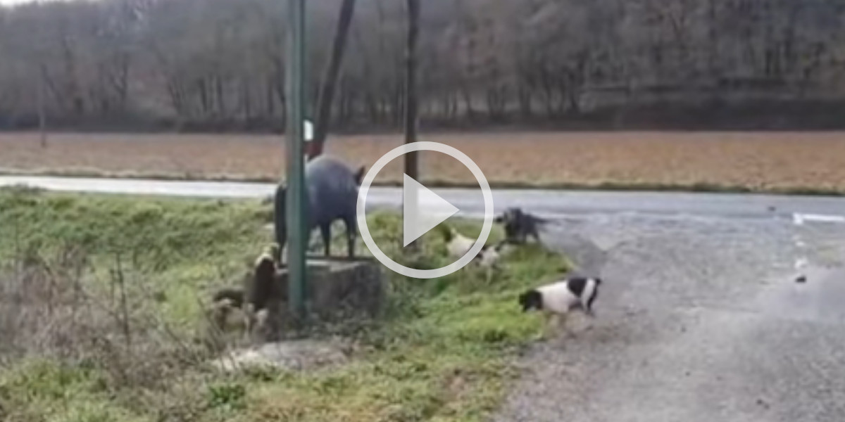 [Vidéo] Des chiens qui ne laissent rien passer au sanglier, pas même une statue