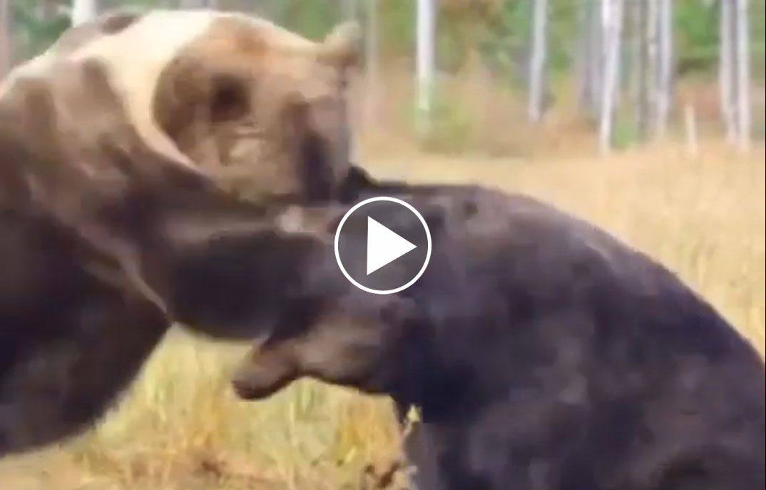 [Vidéo] Violent combat entre 2 ours