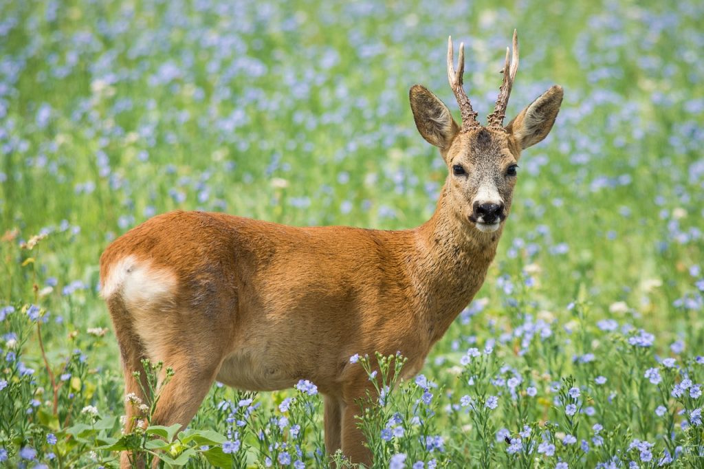 3 recettes de répulsifs contre les cerfs