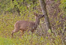Dégâts de chevreuils dans les vignes