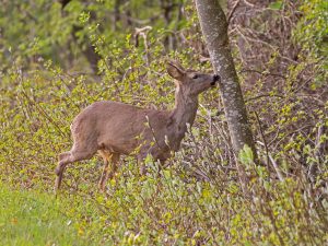 Dégâts de chevreuils dans les vignes