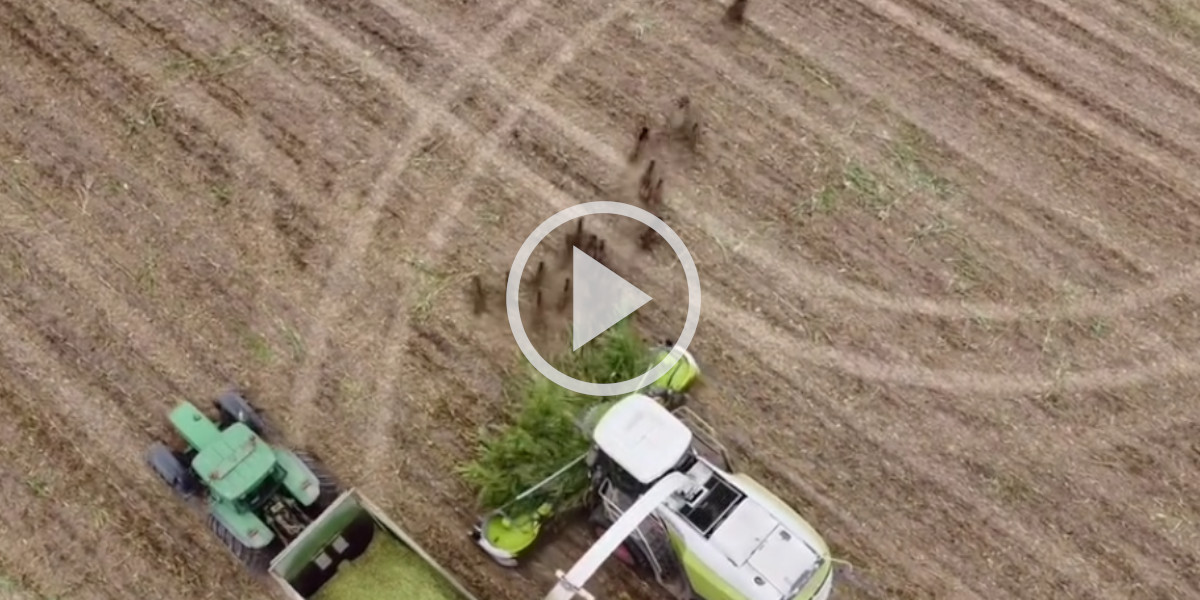[Vidéo] Un drone filme des sangliers s’enfuir au tout dernier moment devant une ensileuse