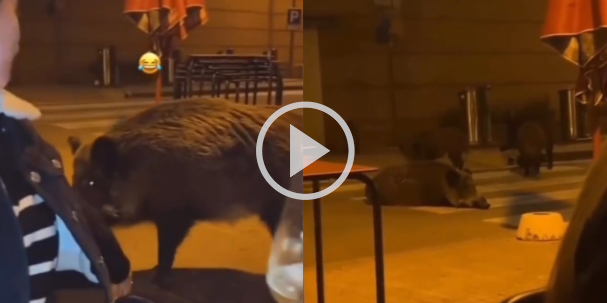 [Vidéo] Des sangliers s’invitent en terrasse pour l’apéritif