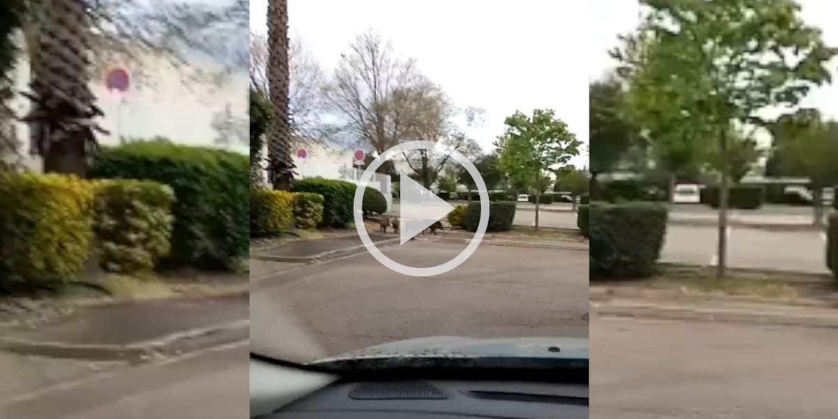 [Vidéo] Des sangliers se promènent sur le parking d’un magasin à Perpignan
