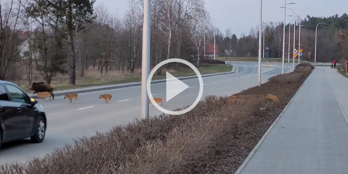 [Vidéo] Un automobiliste obligé de s’arrêter pour laisser traverser des sangliers