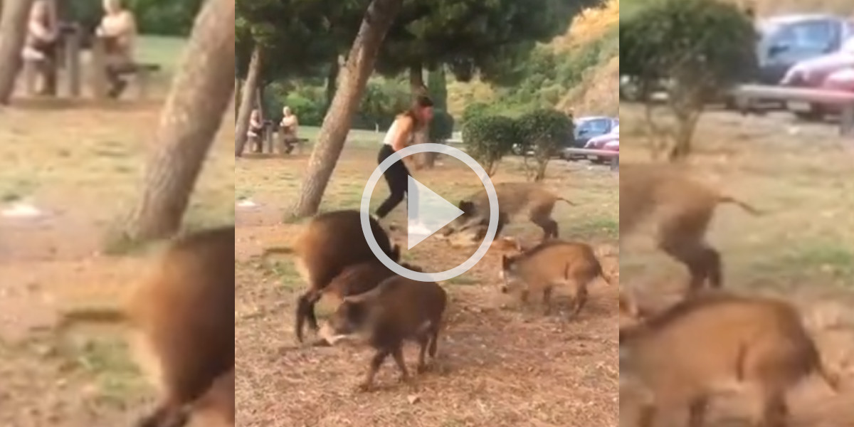 [Vidéo] Un groupe de sangliers s’acharne sur le pique-nique d’une jeune femme