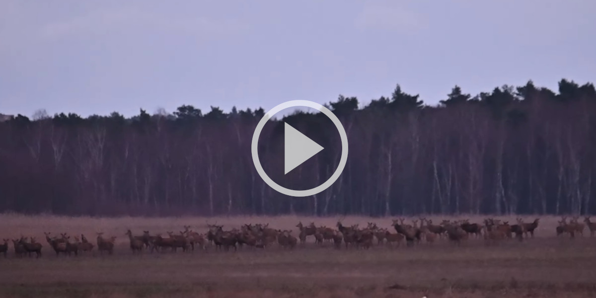 [Vidéo] Une énorme harde de cervidés observée lors d’un rassemblement matinal