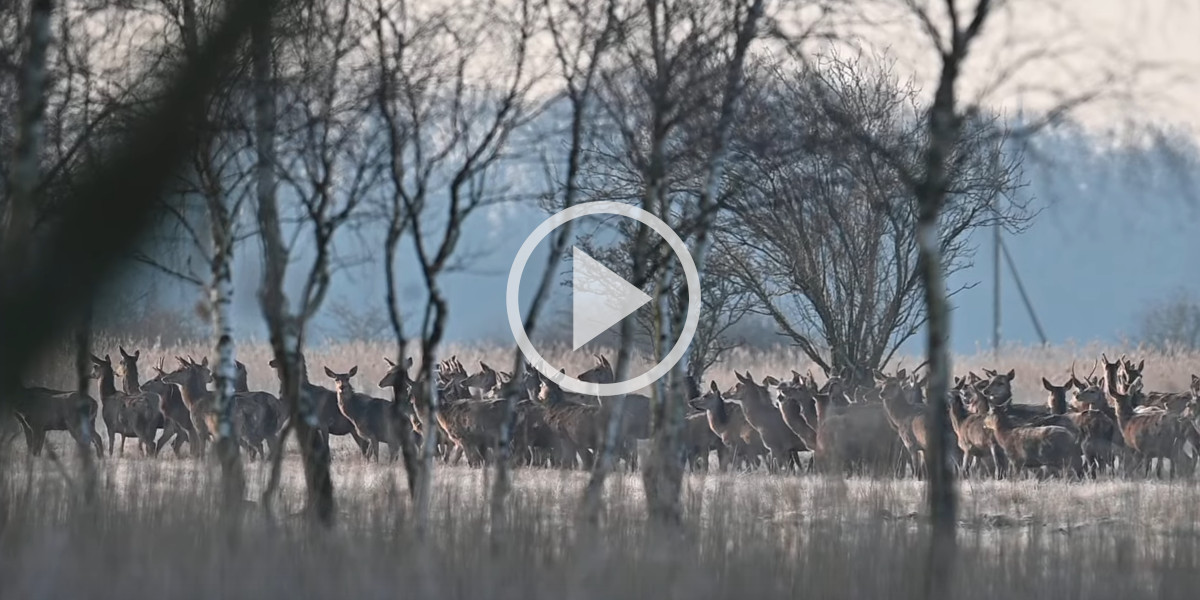 [Vidéo] Un photographe rencontre une énorme harde de cervidés et filme des images magiques